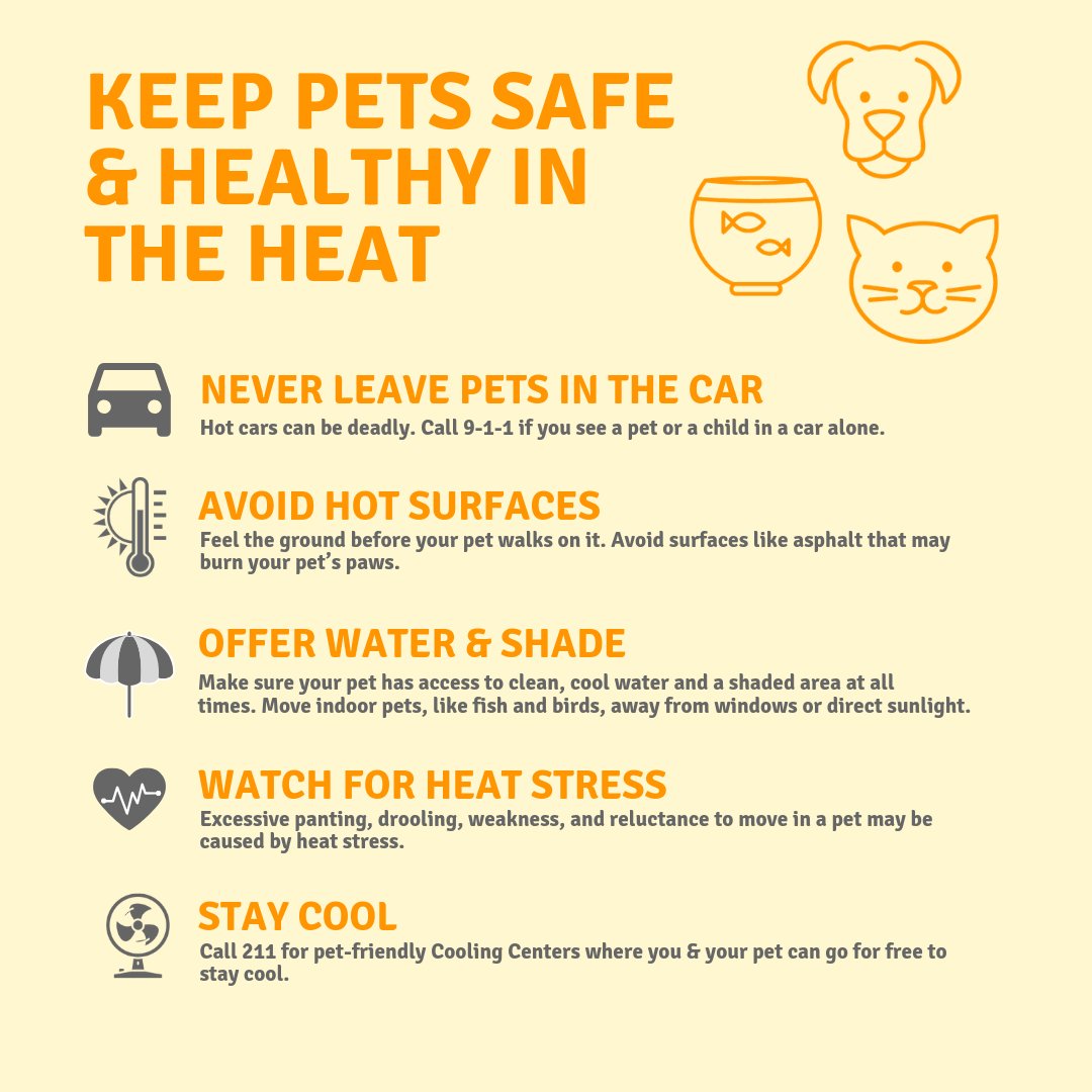 Keep Pets Safe and Healthy in the Heat