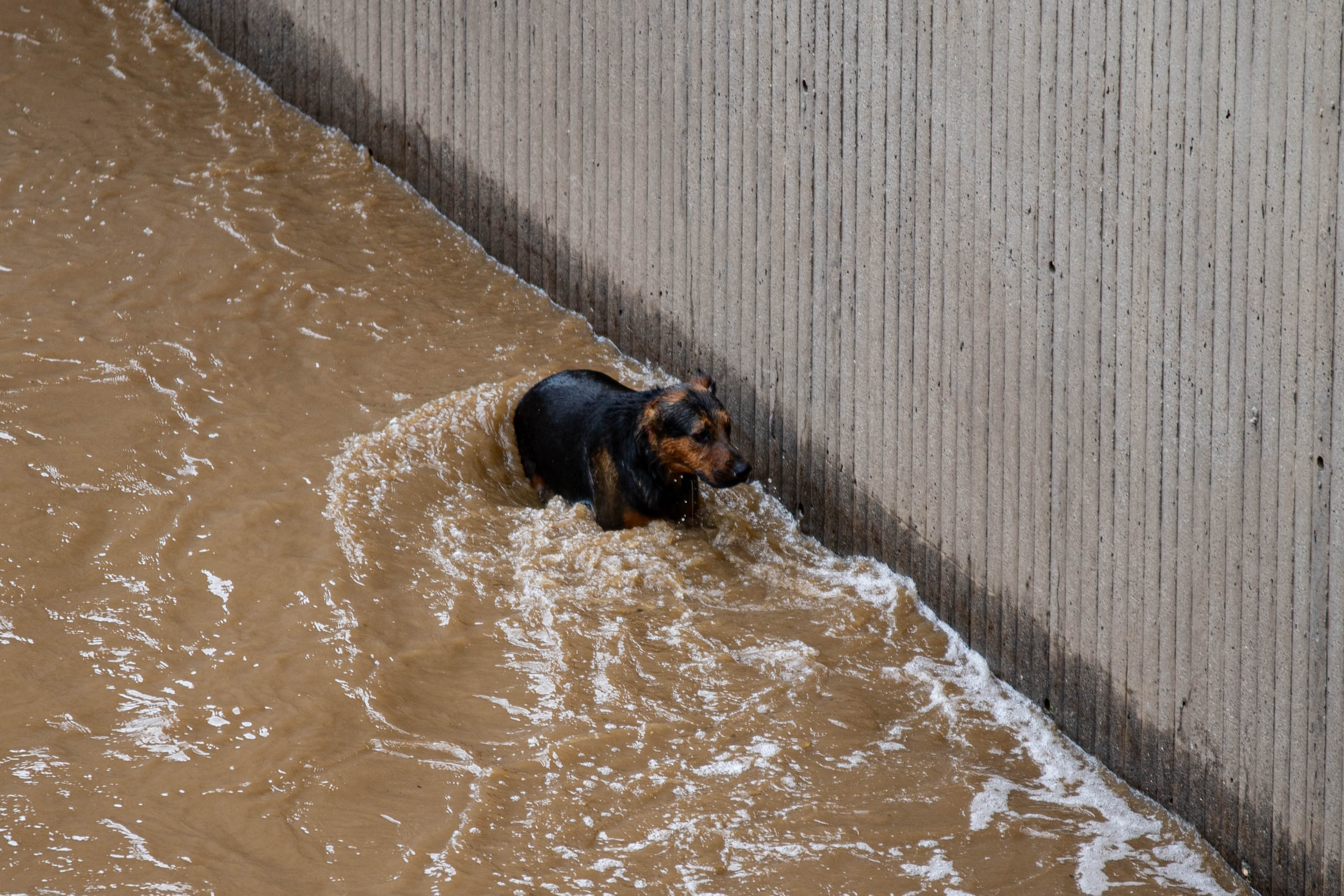 German Shepard mix dog standing the water 